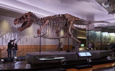 Del në shitje një nga skeletet më të mëdha në botë të dinozaurëve