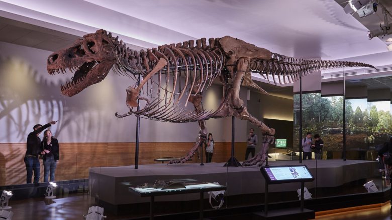 Del në shitje një nga skeletet më të mëdha në botë të dinozaurëve