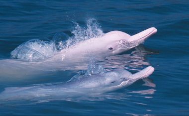 ​Izolimi nga coronavirusi, ujërat e Hong Kong-ut “pushtohen” nga delfinët rozë