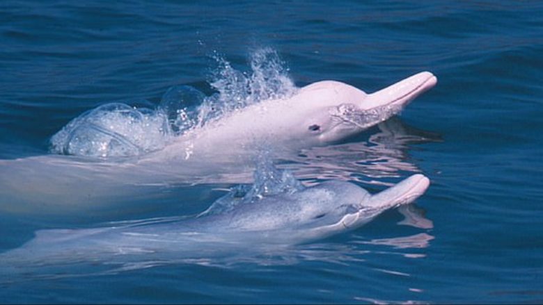 ​Izolimi nga coronavirusi, ujërat e Hong Kong-ut “pushtohen” nga delfinët rozë