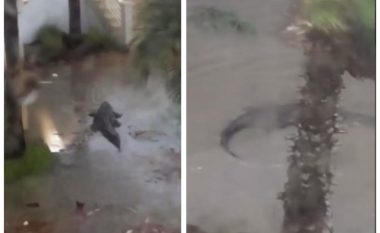 Derisa uragani shkatërronte gjithçka përpara, vajza nga Florida pa në oborrin e shtëpisë aligatorin gjigant duke notuar