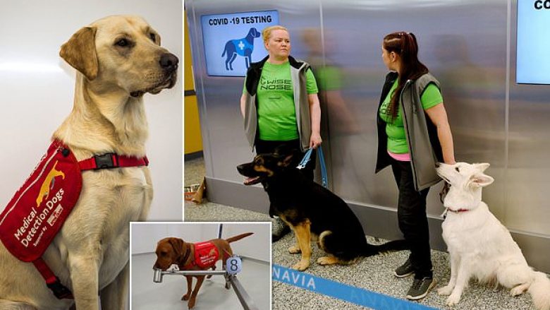 Aeroporti i Helsinkit përdor qentë për të nuhatur dhe detektuar pasagjerët, që mund të jenë të infektuar me coronavirus
