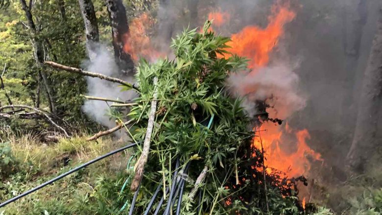Policia asgjëson në Gjakovë 212 bimë narkotike “Canabis Sativa”