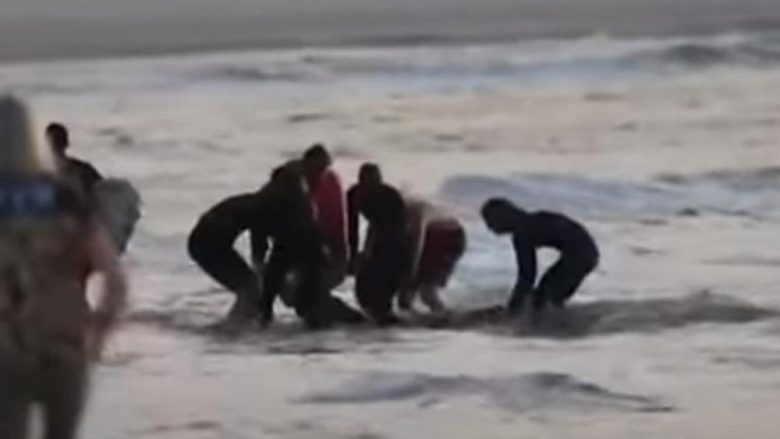 Panik në një plazh në Australi, peshkaqeni sulmon “surfistin” – edhe pse ekipet e shpëtimit e nxjerrin nga uji ishte tepër vonë