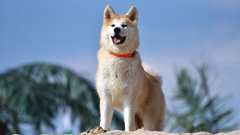 Akita Inu – qeni më besnik në botë: Të gjithë e duan këtë qen!