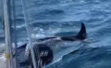 Balenat po i sulmojnë anijet pranë Spanjës dhe Portugalisë, publikohen edhe pamjet – një marinare rrëfen përjetimin e saj