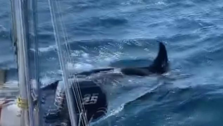 Balenat po i sulmojnë anijet pranë Spanjës dhe Portugalisë, publikohen edhe pamjet – një marinare rrëfen përjetimin e saj