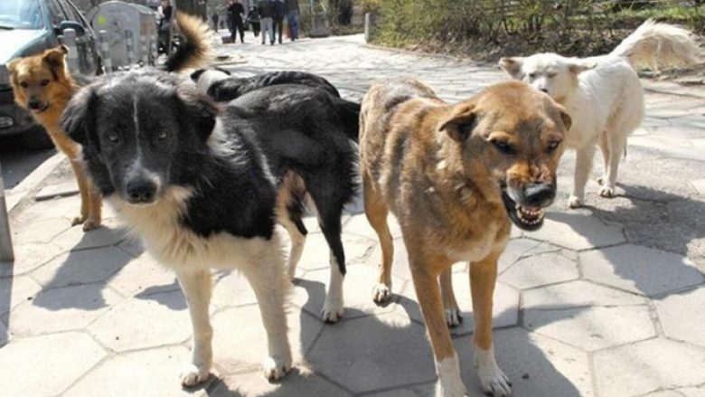 Shqetësuese: Për tre muaj mbi 30 persona kërkuan ndihmë mjekësore nga sulmet e qenve endacakë në Prishtinë