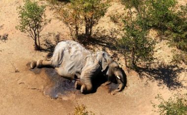 Zhdukja misterioze dhe masive e elefantëve në Botswana u shkaktua nga helmimi me cianobakterie