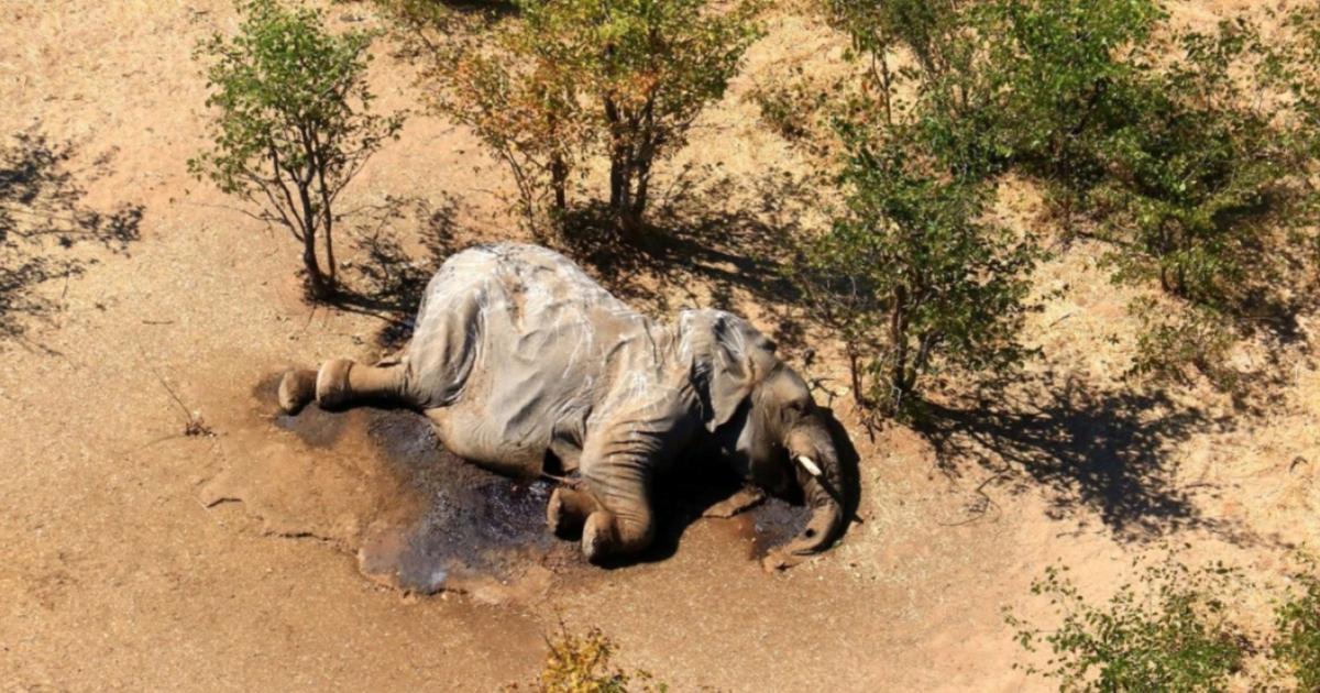 Zhdukja misterioze dhe masive e elefantëve në Botswana u shkaktua nga helmimi me cianobakterie