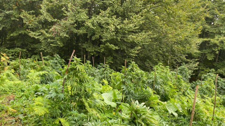 Policia zbulon në Koshare gjashtë plantacione me bimë narkotike ‘Canabis Sativa’