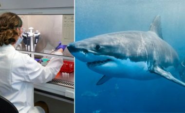 Rreth 500 mijë peshkaqenë mund të theren për prodhimin e vaksinës kundër coronavirusit