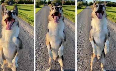 Qeni i mahnitshëm i kufirit Border Collie, ecën prapa si një njeri