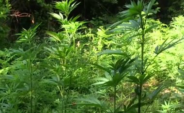 Asgjësohen 155 bimë narkotike në fshatin Krivenik të Hanit të Elezit