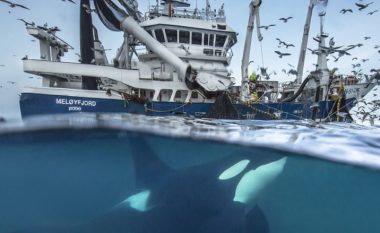 A po hakmerren balenat vrasëse ndaj njerëzimit?