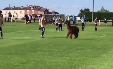 Një alpaka futet midis një loje futbolli në një qytet të Anglisë