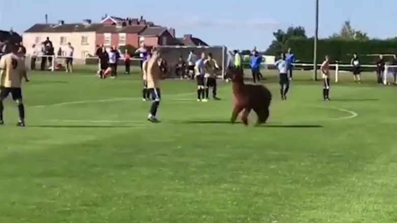 Një alpaka futet midis një loje futbolli në një qytet të Anglisë