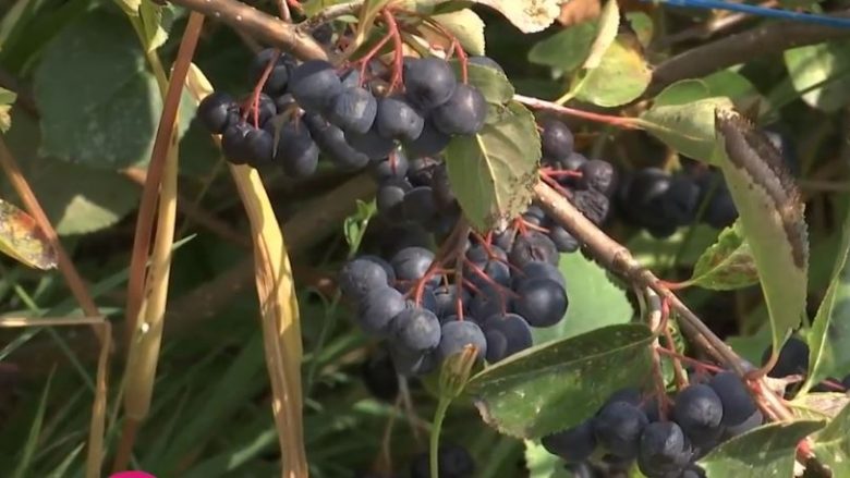 Arben Komani nga Gjakova kultivon aroni me madhësi të jashtëzakonshme në kopshtin e tij