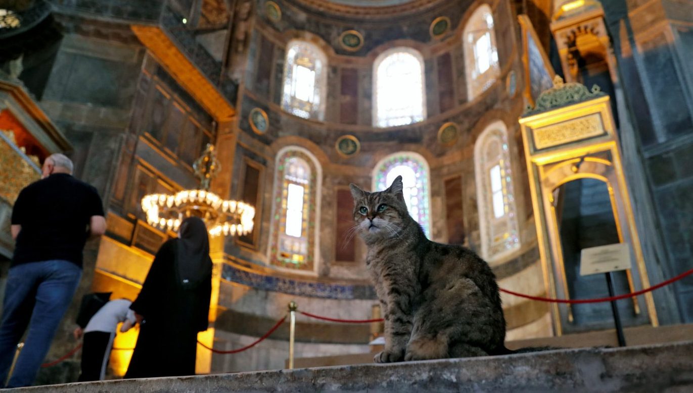 ‘Macja e famshme’ që jeton për 16 vjet në Aja Sofian e Stambollit është vendosur në izolim, pasi u sëmur