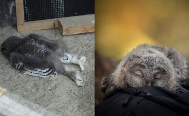 Fotografitë e adhurueshme që tregojnë se si bufët flenë me fytyrë poshtë