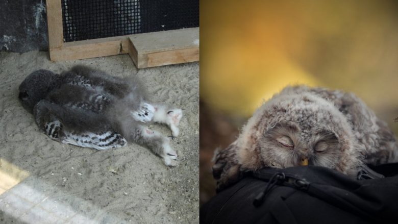 Fotografitë e adhurueshme që tregojnë se si bufët flenë me fytyrë poshtë