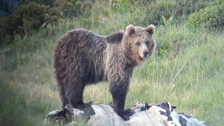 Kapet serish ariu më i kërkuar në Evropë