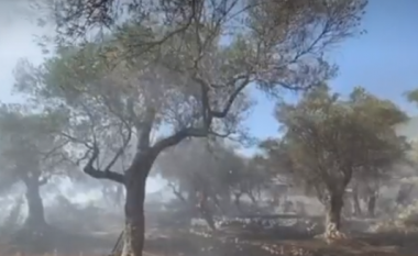 Digjen dhjetëra pemë ulliri në Ulqin, frikë se zjarri mund të përhapet për shkak të erës