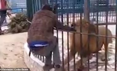 E fut dorën brenda kafazit, luani ia kafshon – vizitorët e godasin me gurë për ta ndihmuar punonjësin e kopshtit zoologjik në Senegal