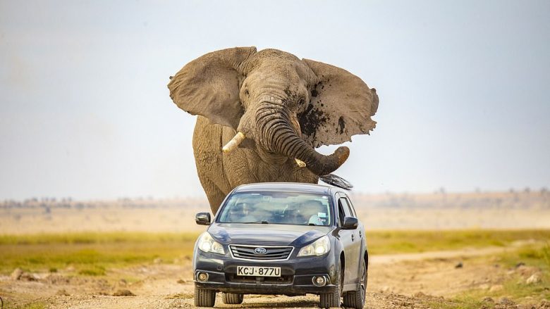 Elefanti gjigant i vërsulet veturës, shpëton pa ndonjë lëndim shoferi