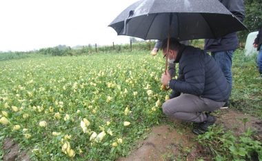 Ministria e Bujqësisë ekzekutoi pagesat për kompensimin e dëmeve në bujqësi