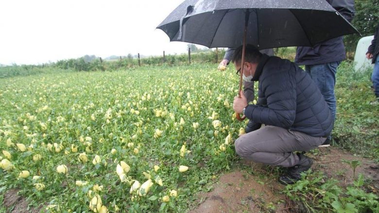 Ministria e Bujqësisë ekzekutoi pagesat për kompensimin e dëmeve në bujqësi