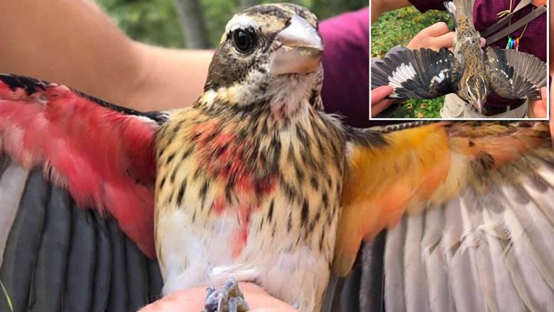 Rasti i rrallë: Ky është një nga më pak se 10 zogj të veçantë të vëzhguar në 64 vite dhe ka një arsye pse