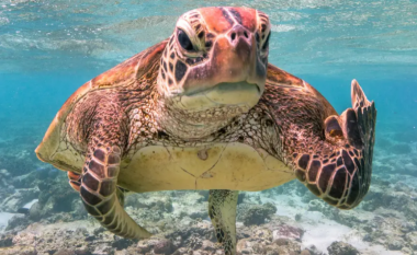 Një fotografi e një breshke detare me ‘Gishtin e mesëm’, fitoi çmimin kryesor në Çmimet e Fotografisë së Kafshëve të Egra të këtij viti