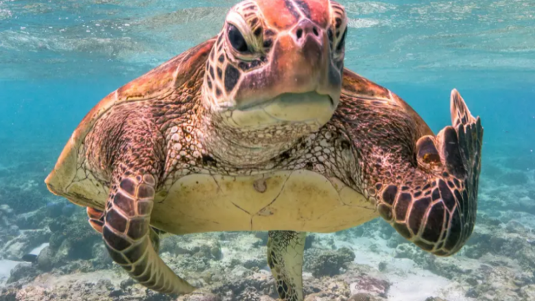 Një fotografi e një breshke detare me ‘Gishtin e mesëm’, fitoi çmimin kryesor në Çmimet e Fotografisë së Kafshëve të Egra të këtij viti