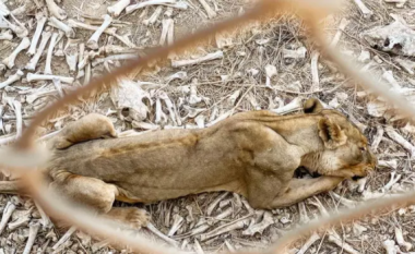 Imazhe tronditëse tregojnë kafshë të egra të mbajtura në kushte të tmerrshme në një kopsht zoologjik në Afrikë