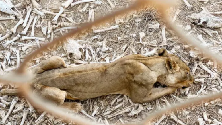 Imazhe tronditëse tregojnë kafshë të egra të mbajtura në kushte të tmerrshme në një kopsht zoologjik në Afrikë