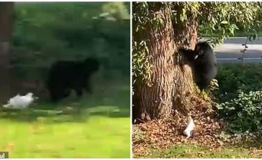 Ndodh edhe kjo, ariu frikësohet nga qeni i vogël – madje tenton të ngjitet në pemë nga frika