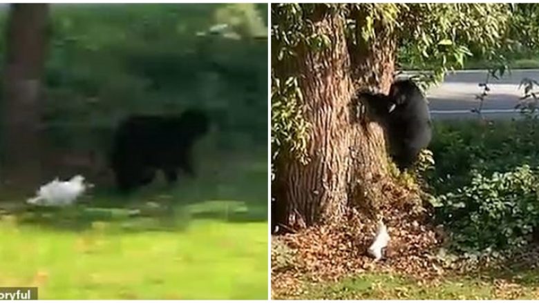 Ndodh edhe kjo, ariu frikësohet nga qeni i vogël – madje tenton të ngjitet në pemë nga frika