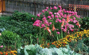 Çfarë mbillet në tetor: Pesë bimë të cilat duhet t’i ketë çdo kopsht