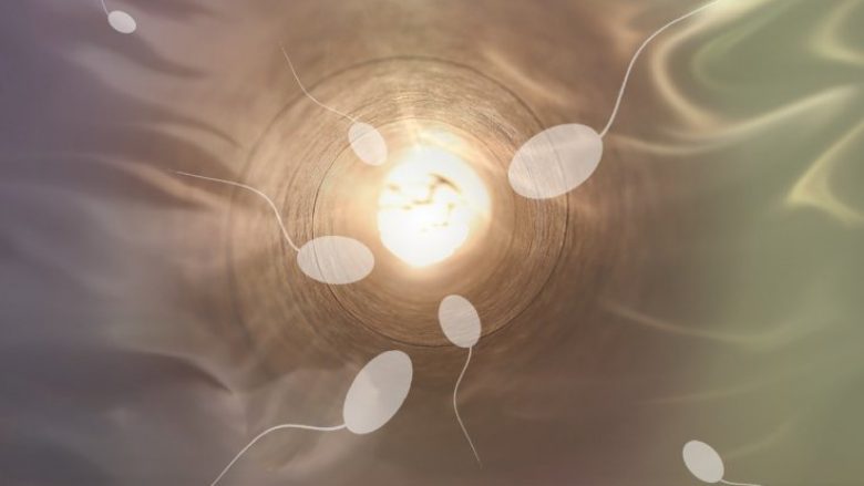 Si e dëmton nxehtësia spermën dhe shkakton infertilitetin mashkullor? Shkencëtarët zbulojnë përgjigjen