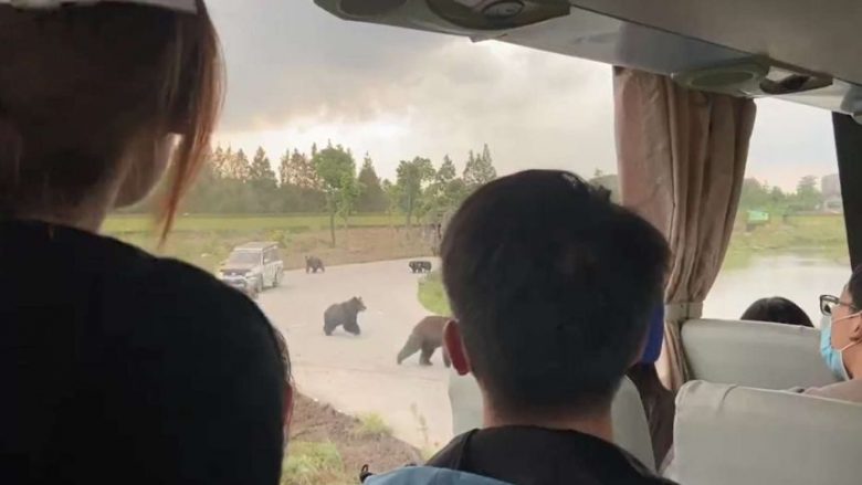 Sulmi fatal në kopshtin zoologjik të Shangait – vizitorët panë se si arinjtë po e mbysnin punëtorin