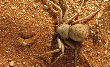 Nuk thur kurrë rrjetë: Si gjuan njëra ndër merimangat më helmuese në botë?