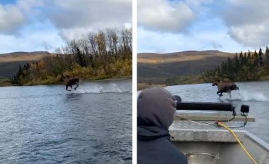 Pamje mahnitëse: Një kafshë gjigante ‘duke vrapuar mbi ujë’ krahas varkës në një lumë në Alaska