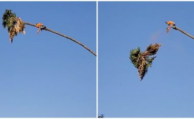 U ngjit në maje të palmës për t’ia krasitur degët, burri nga Kalifornia për pak sa nuk katapultohet nga 30 metra lartësi