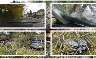 Pema gjigante përfundon mbi veturë, shpëton mrekullisht shoferi britanik – kamera e vendosur brenda filmoi gjithçka