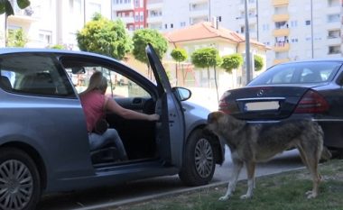 Qytetarët të shqetësuar nga sulmet e qenve endacakë, veterineri tregon faktorët e agresivitetit