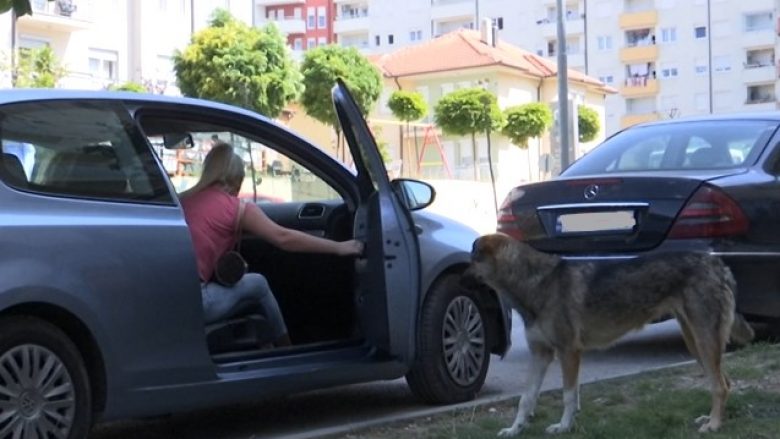 Qytetarët të shqetësuar nga sulmet e qenve endacakë, veterineri tregon faktorët e agresivitetit