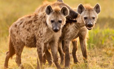 Tërhiqet zvarrë nga hienat derisa ishte duke fjetur, vdes i moshuari në Afrikë