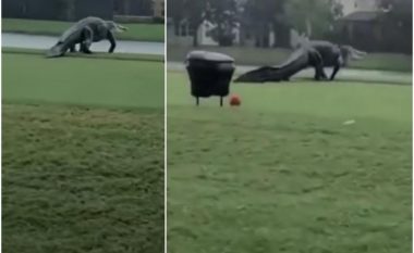 Aligatori gjigant filmohet duke shëtitur nëpër fushën e golfit në Florida, vetëm bishti i tij peshon mbi 50 kilogramë