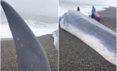 Stuhia e fuqishme nxjerr në plazh balenën 19 metërshe